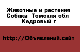 Животные и растения Собаки. Томская обл.,Кедровый г.